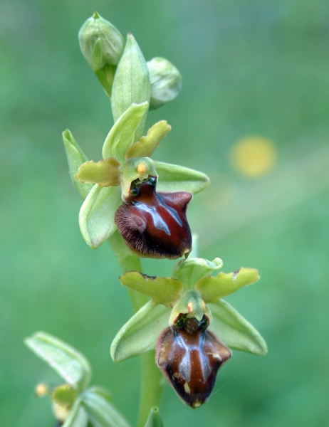 Ophrys sphegodes